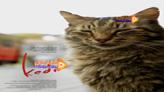 مشاهدة فيلم Kedi 2016 مترجم