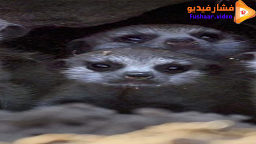 مشاهدة فيلم Meet the Meerkats 2020 مترجم