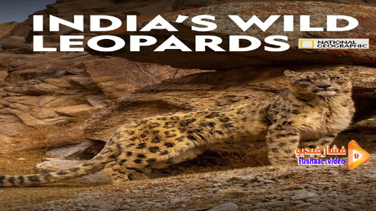 مشاهدة فيلم India’s Wild Leopards 2020 مترجم