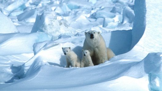 مشاهدة فيلم Polar Bears 2020 مترجم