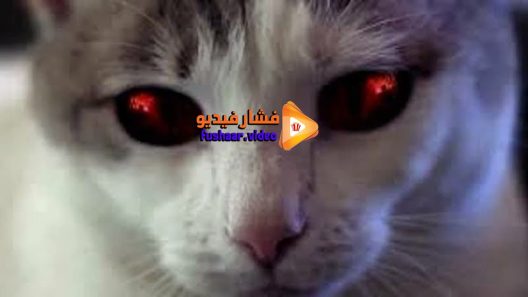 مشاهدة فيلم Hells Kitty 2018 مترجم