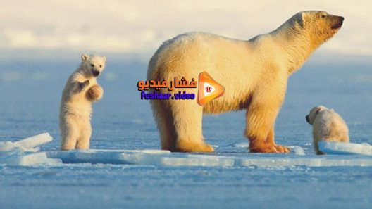 مشاهدة فيلم My Journey with a Polar Bear 2019 مترجم