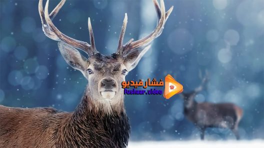 مشاهدة فيلم Snow Animals 2019 مترجم