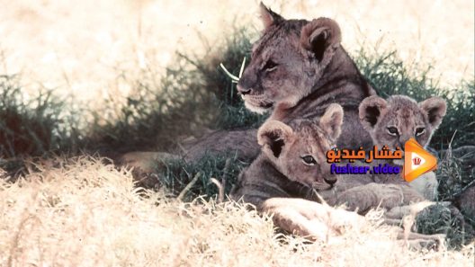 مشاهدة فيلم The African Lion 1955 مترجم