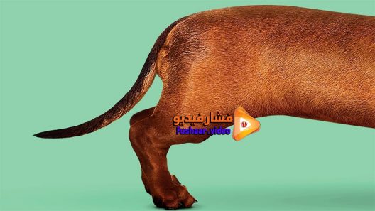 مشاهدة فيلم Wiener-Dog 2016 مترجم
