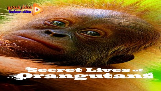 مشاهدة فيلم Secret Lives of Orangutans 2024 مترجم