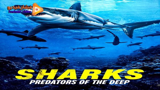 مشاهدة فيلم Sharks: Predators of the Deep 2024 مترجم