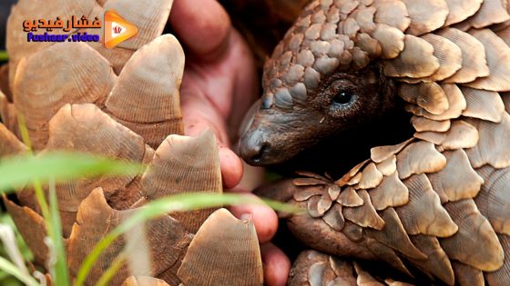 مشاهدة فيلم Pangolin: Kulu’s Journey 2025 مترجم