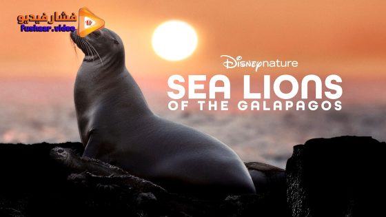 مشاهدة فيلم Sea Lions of the Galapagos 2025 مترجم