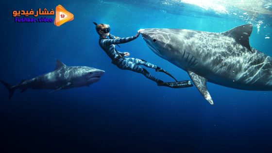 مشاهدة فيلم Shark Whisperer 2025 مترجم