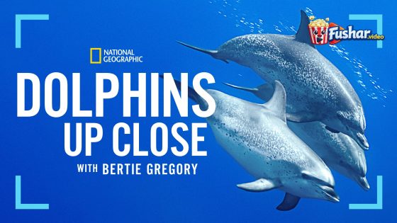 مشاهدة فيلم Dolphins Up Close with Bertie Gregory 2025 مترجم