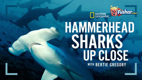 مشاهدة فيلم Hammerhead Sharks Up Close with Bertie Gregory 2026 مترجم